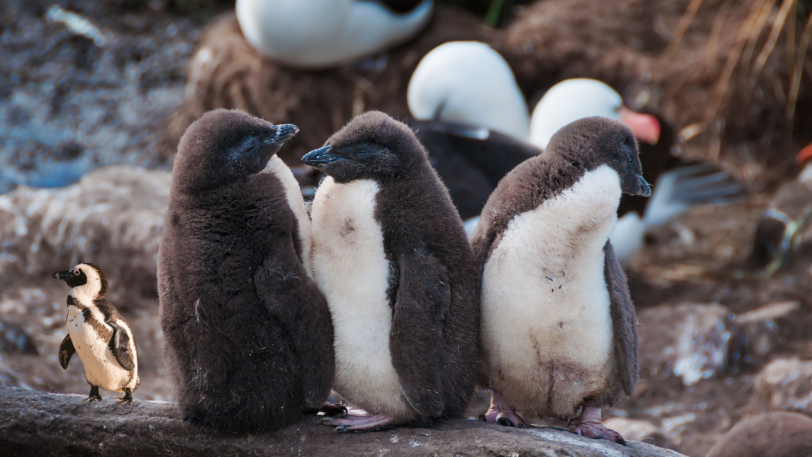 African penguins move beyond local conservation as global rescue networks expand